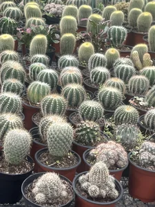 Felicity_Hops ☕️ Billede 4