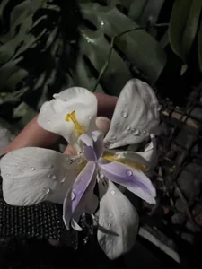 ronald_thompson20 Un poco más de mi. A little more of me Pic 5