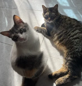 little_kawaiigirl_の🐈💖MY BABYS💖🐈の 4枚の写真