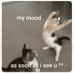 incognimeow MEME MEOW Foto 7
