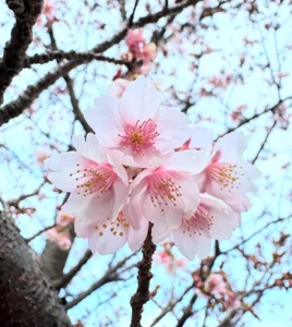 Yui_nyaのmemoryの 3枚の写真