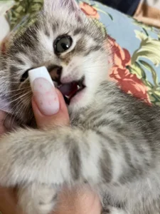 EvaThopson my cat Whiskey Pic 4