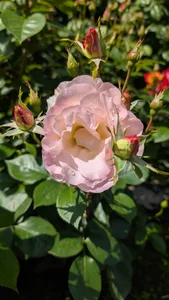 OsikokusamaのPublicの 5枚の写真