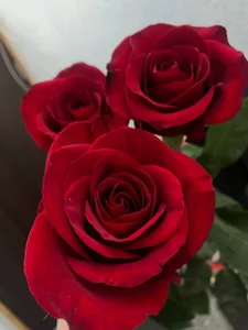 Seelexi Public 사진