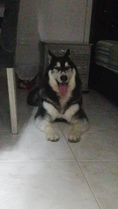 yeliana_sexxy my pets Pic 7