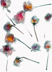 sorry-mom69 the history of flowers Gambar 9