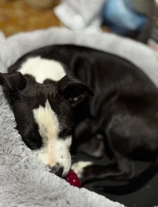 MrrKate My dog Sirius! Pic 2