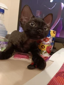 my kitties <3 od RopyAcetyl  snímek