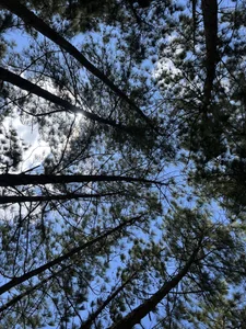 pregnant_sofii18 I love you nature Poză 5