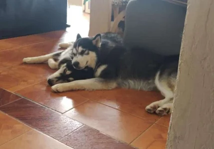 yeliana_sexxy my pets Pic