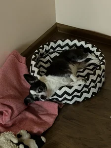 Elis_Fox my beautiful Dana 🐶🐕❤️ 사진 3