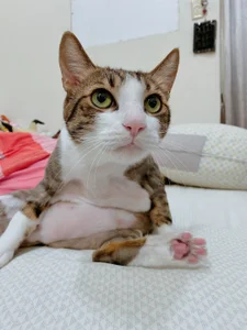 a0513 麻糬乾爸專區 صورة واحدة|a0513 麻糬乾爸專區 صورتان|a0513 麻糬乾爸專區  2 صور|a0513 麻糬乾爸專區  2 صورة