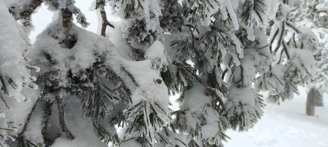 SelenaBlumX Lady Snow Foto 9