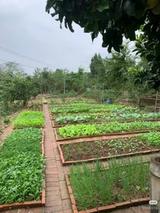 Cherry-26 Public зображення 2