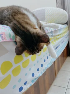 a0513 麻糬乾爸專區 사진 8