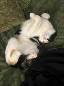 my kitties od violetviolator  snímek