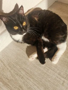 Shadow_Passion CATS! Pic 2