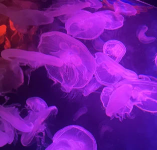 yuno_dayo もっとゆの صورة واحدة|yuno_dayo もっとゆの صورتان|yuno_dayo もっとゆの  2 صور|yuno_dayo もっとゆの  2 صورة