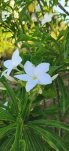 Emma_Torres__ sun, beach and sand Pic 7