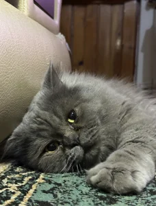 Leo-Cock My cat صورة واحدة|Leo-Cock My cat صورتان|Leo-Cock My cat  صور|Leo-Cock My cat  صورة