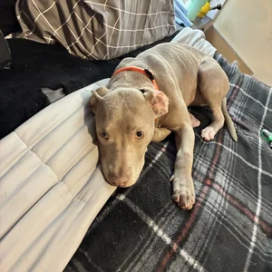 MILEHIGH711 Public Pic 7