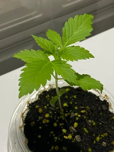 VickyJackson_ My plants  3টি ছবি