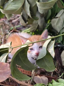 joakin de Darwinstark_  4 Imagens