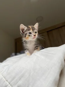 Zdjęcia DakotaShelby Trio of little paws:  2