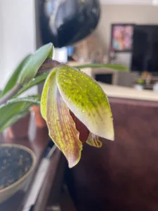 VickyJackson_ My plants Pic 6