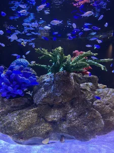 Nyapi_00 おでかけ！ Immagine  3