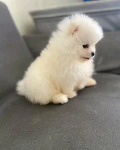 O de Meg_ar  2 Imagens