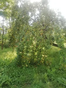 ExquisiteMature Blessings of a mystical tree Poză 5