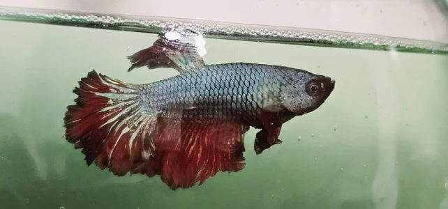 Kore_Persephone 🐚🐠Fish🐟🐡 사진 2