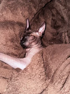 IsabellaBler My favorite cat Pic 3