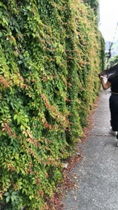 hancock-boa summer where to start? Bilde 7