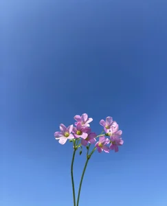 jinxiyao01Public图片 5