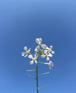 jinxiyao01Public图片 3