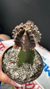 Madeli0217 what I like🥳 Billede 8