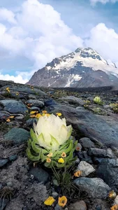 Shine_Mai kullanıcısının 🌻 albümü -  fotoğraf