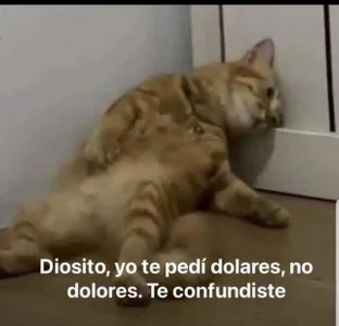 incognimeow MEME MEOW Foto 9