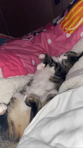chickenlittle_uwu bebe (my cat the reason im still alive uwu) Pic 5
