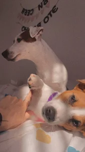 with dogs de _ni_kiss Foto 5