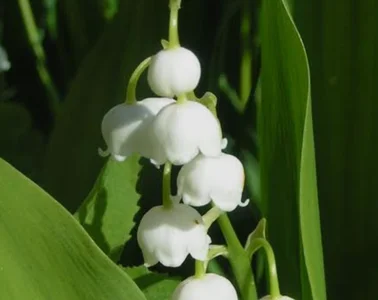 Audrey_Aura LILY OF THE LILY MY FAVORITE FLOWERS Foto 3