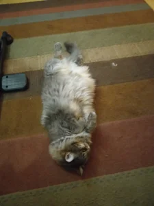 VanceFontaine Myself and my cat Immagine  7