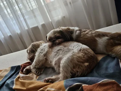 SophiaPottsPart of me图片 4