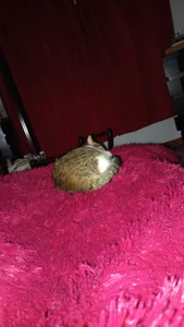 My two great loves od Chanelll_Taylorr_  7 snímek