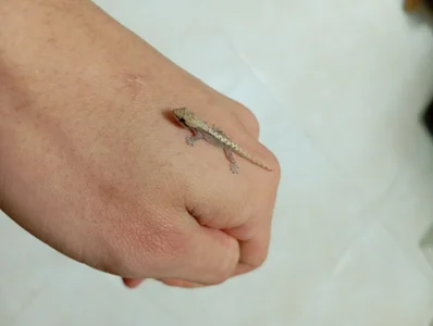 Atley_Dolly Weird stuff Pic 9