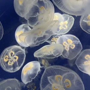 773Nanami Public Pic 3