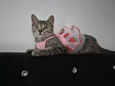 Miaa_gh1 😍😍 Pic 8