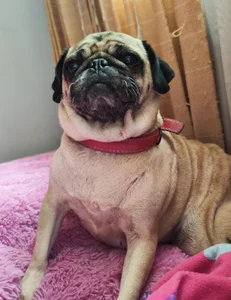 diamondfer MY PETS Pic 4